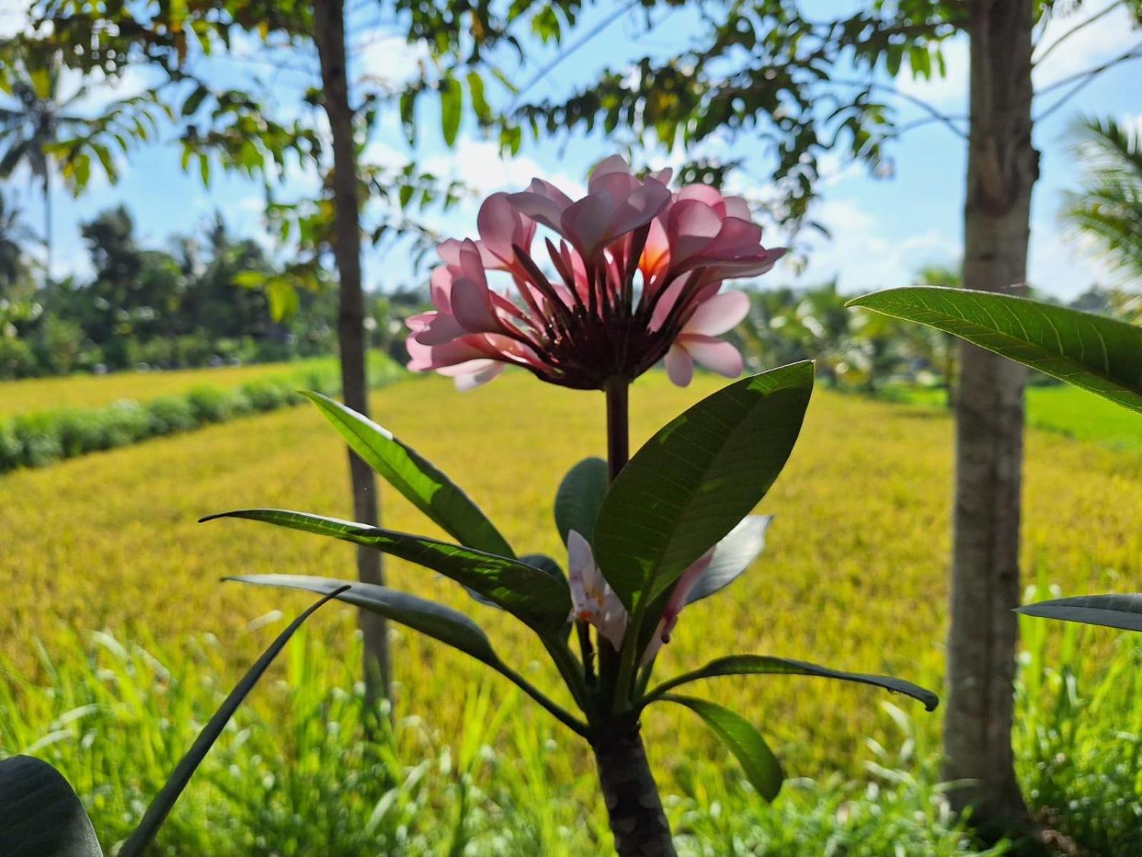 Bunga Maliq Bungalow Lombok Тетебату Екстериор снимка